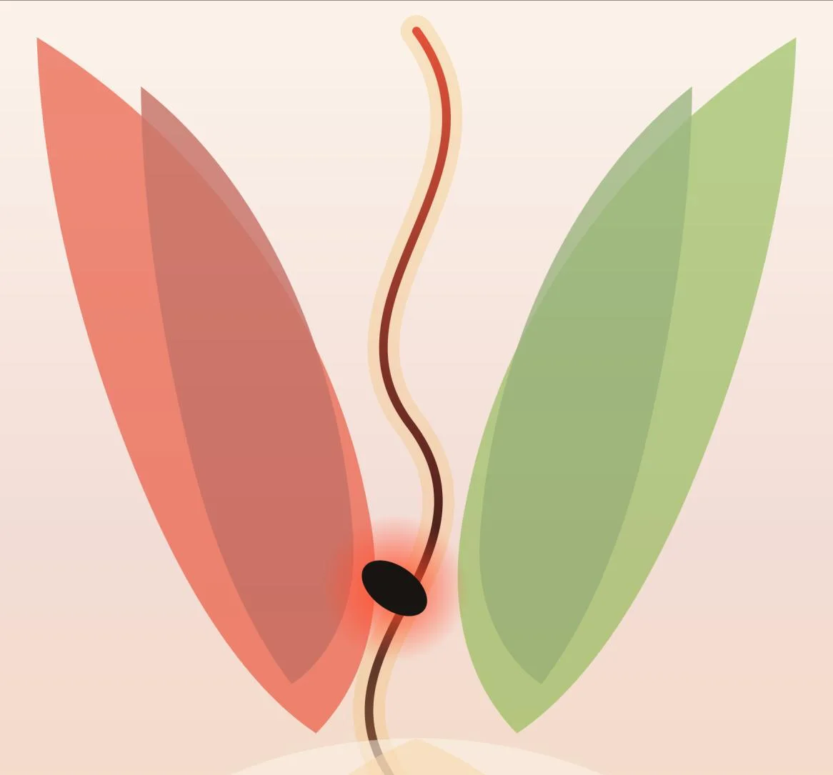 Illustration de couverture : deux formes rouges et deux formes vertes séparées par une ligne sinueuse et une boule noire